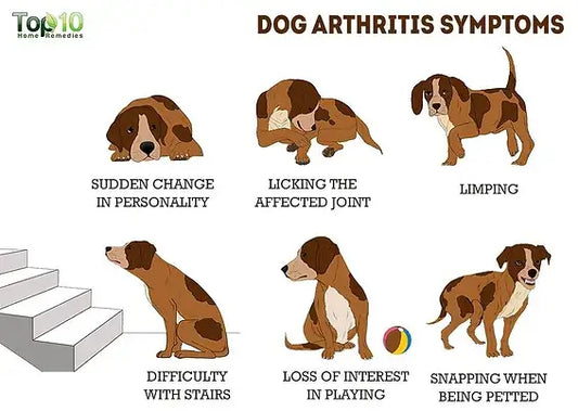 arthritis in dogs diagram