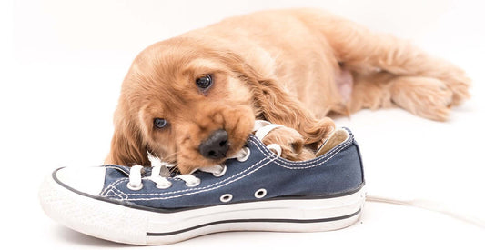 Golden puppy chewing on a blue sneaker, illustrating problem behaviors in pandemic puppies.