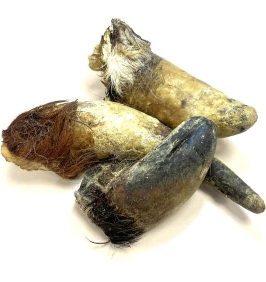 Dried cow hooves with hair used as natural dog chews on white background