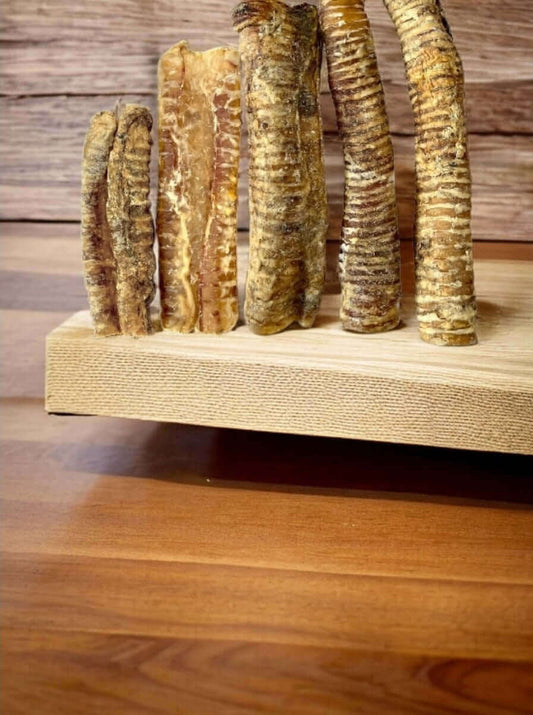 dried trachea displayed on a wooden stand.